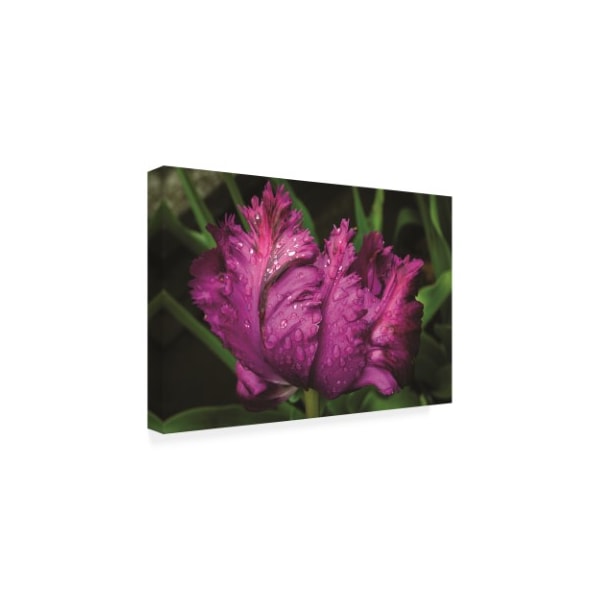 Kurt Shaffer Photographs 'Spring Shower On A Purple Tulip' Canvas Art,30x47